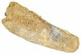 Bargain, Fossil Spinosaurus Tooth - Feeding Worn Tip #348613-1